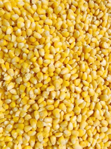 Frozen Sweet corn (blast)